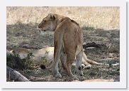 14SerengetiDayGameDrive - 084 * Lioness and cubs enjoying a mid-day nap in the shade.